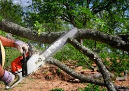 Reliable New Hope, PA Tree Removal and Landscaping Services Solutions